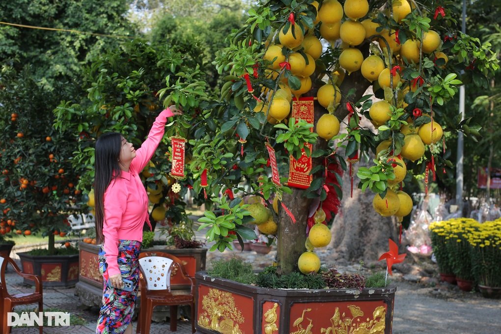 Việt kiều Mỹ về nước bán bưởi Diễn giá tới 40 triệu đồng một chậu - 3 Việt kiều Mỹ về nước bán bưởi Diễn giá tới 40 triệu đồng một chậu - 3