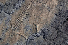 "Thế hệ quái vật" đầu tiên của Trái Đất: "Bốc hơi" nửa tỉ năm trước