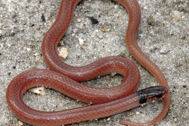 Rắn quý chết thảm vì cố ăn thịt rết độc khổng lồ