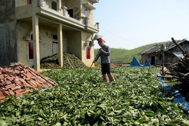 Vặt lá, chặt rễ cây bán cho thương lái Trung Quốc