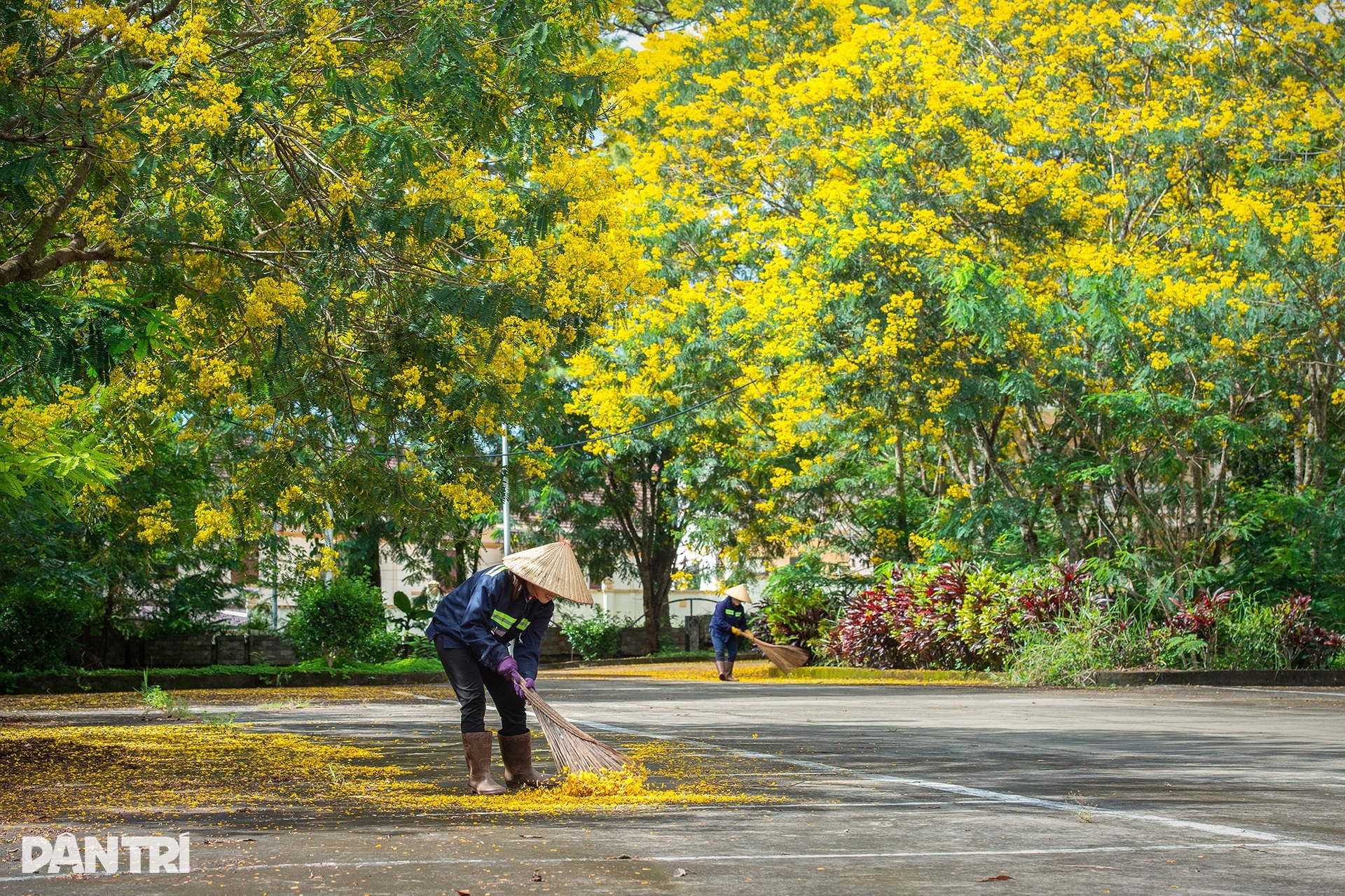 Hoa phượng vàng nở rộ hai bên cầu treo ở Đắk Nông - 9 Hoa phượng vàng nở rộ hai bên cầu treo ở Đắk Nông - 9