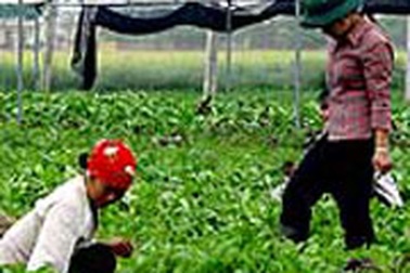 DN rau an toàn gắn mã vạch “sống mòn” trong thua lỗ