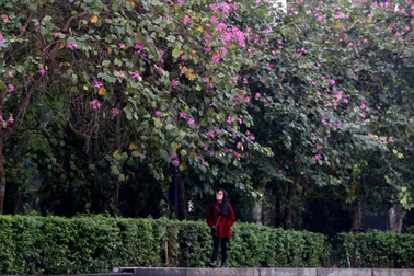 Hoa ban nở khắp phố Hà Nội