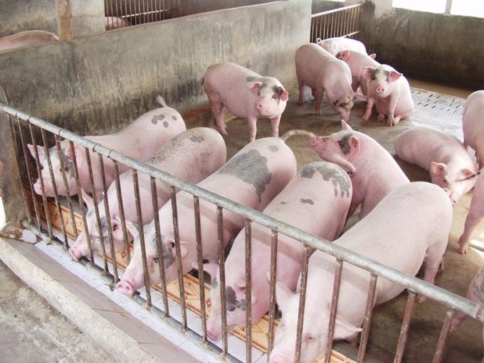 Giá heo hơi hôm nay 17/11: Miền Bắc và miền Trung biến động trái chiều - Ảnh 1. Giá heo hơi hôm nay 17/11: Miền Bắc và miền Trung biến động trái chiều - Ảnh 1.