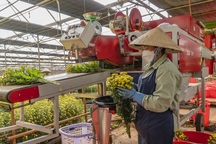 Nghề lương chỉ 8 triệu, không mong thưởng Tết cao nhưng thơm tho cả ngày