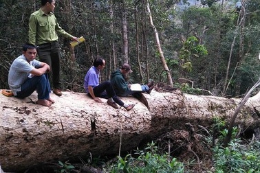 Đi chuyển gỗ tang vật, phát hiện thêm hàng chục khối gỗ quý