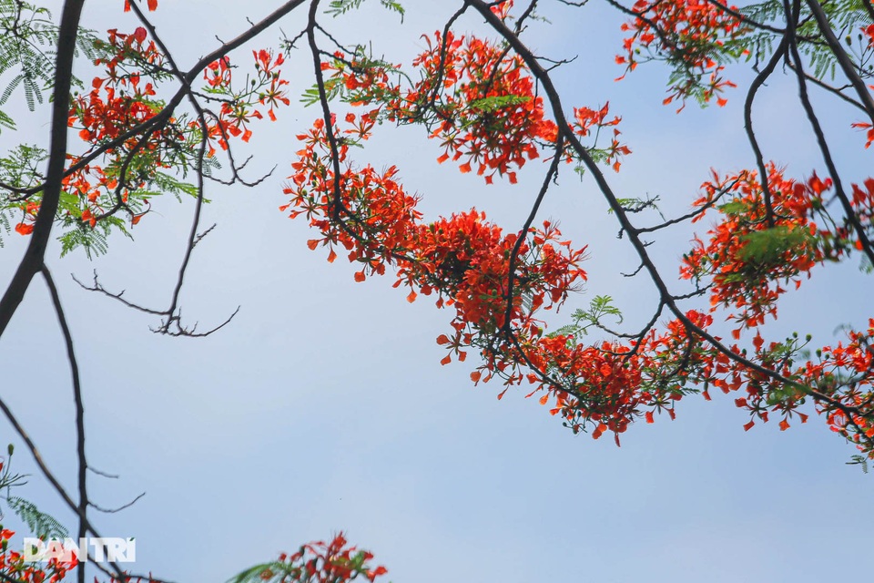 Phố phường Hà Nội rực rỡ sắc hoa phượng đỏ tháng 5 - 12 Phố phường Hà Nội rực rỡ sắc hoa phượng đỏ tháng 5 - 12