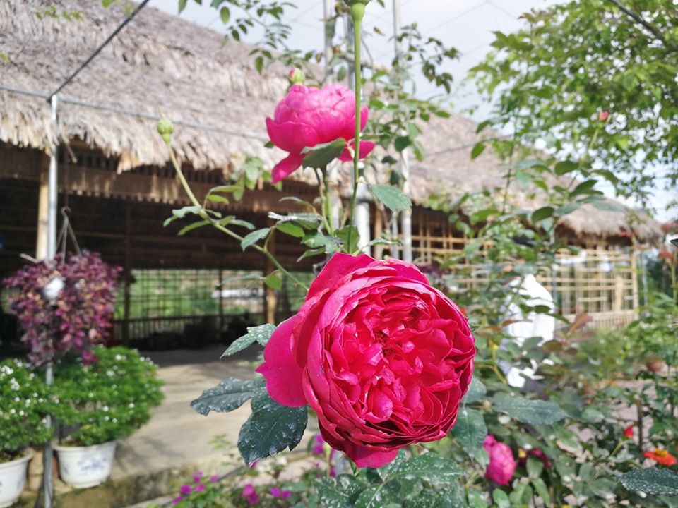 Chủ trại hồng tiếc nuối vì dịch corona ngăn khách đến ngắm mùa hoa đẹp nhất - 14 Chủ trại hồng tiếc nuối vì dịch corona ngăn khách đến ngắm mùa hoa đẹp nhất - 14