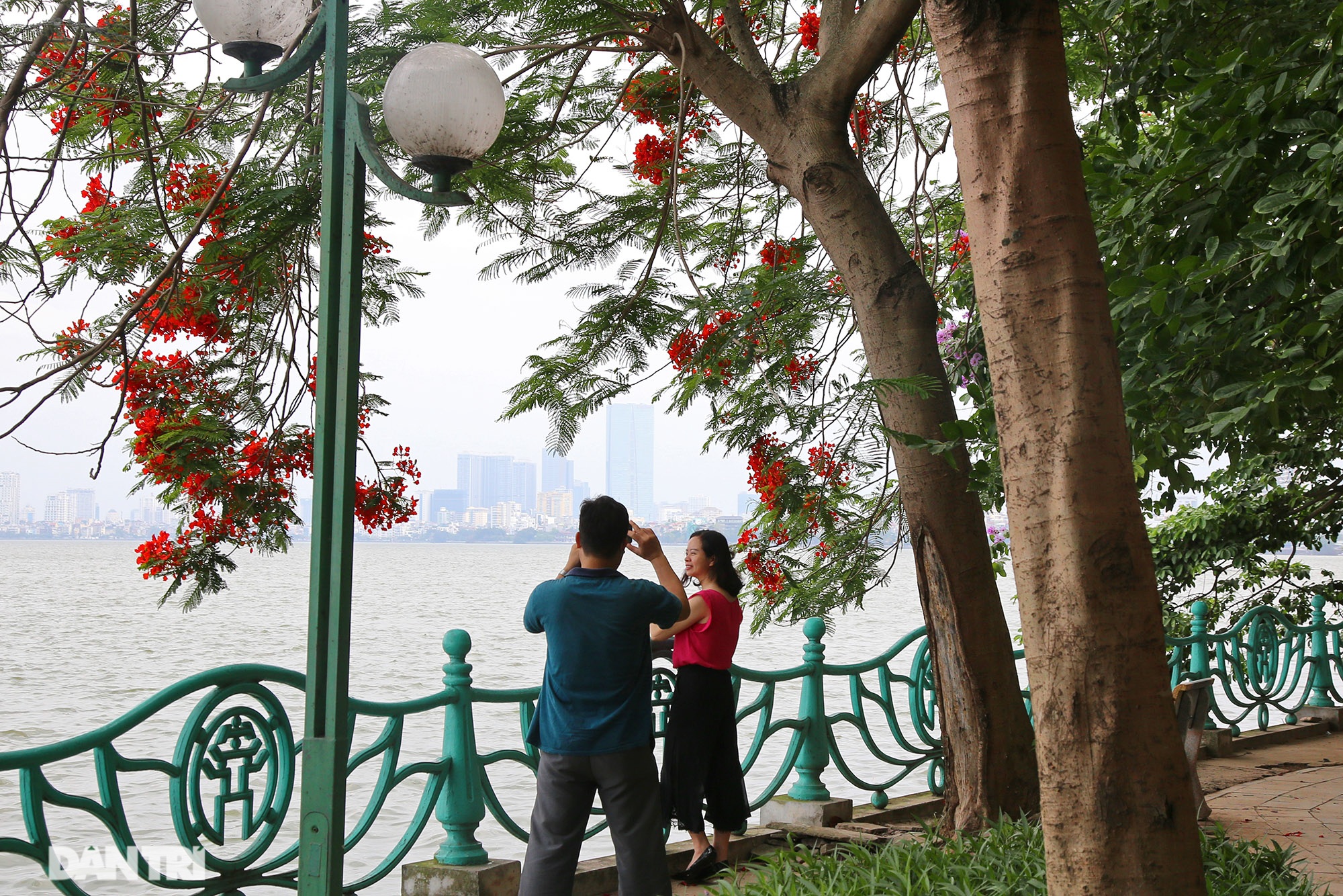 Mùa hoa phượng vĩ bắt đầu nở đẹp khắp phố phường Hà Nội - 3 Mùa hoa phượng vĩ bắt đầu nở đẹp khắp phố phường Hà Nội - 3