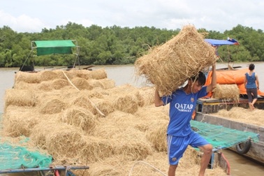 Kiếm tiền triệu nhờ rơm, rạ