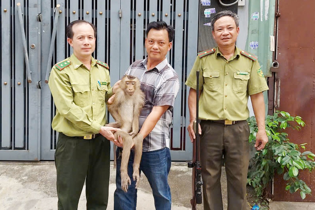 Bắn gây mê con khỉ đuôi lợn quấy phá nhà dân ở TPHCM - 1 Bắn gây mê con khỉ đuôi lợn quấy phá nhà dân ở TPHCM - 1