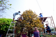 Hơn chục người bắc giàn giáo nhặt lá cho cây mai cổ 100 tuổi
