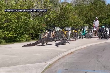 Cá sấu đánh nhau ngay giữa bãi đậu xe