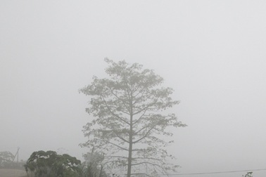 Chùm ảnh: Sương mù trên đỉnh Piêng Tò