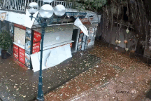 Cây đa cổ thụ bên hồ Hoàn Kiếm bị bão Yagi "quật đổ"