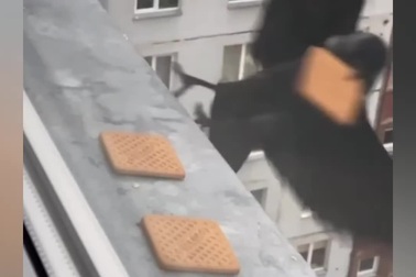 Sự khác biệt về độ chính xác khi săn mồi của hải âu và quạ