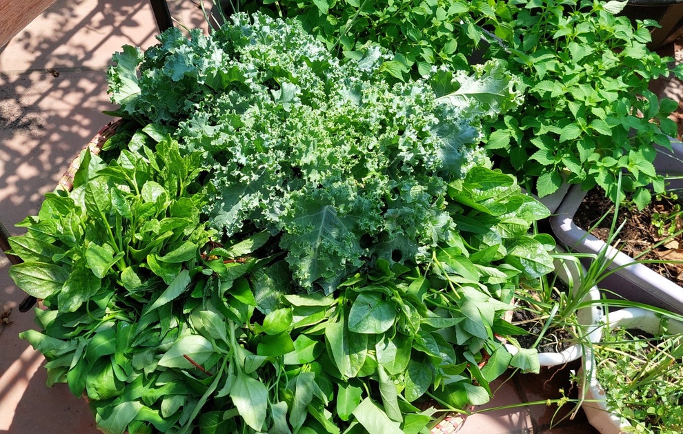 Vườn rau trái sai trĩu quả như siêu thị nông sản của mẹ đảm Hà thành - 5