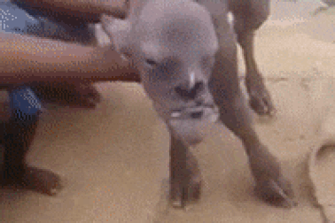 Dê "mặt người" xuất hiện làm cả làng hoảng sợ