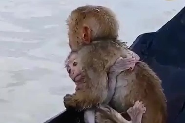 Hình ảnh cảm động về hai mẹ con khỉ trong dòng nước lũ