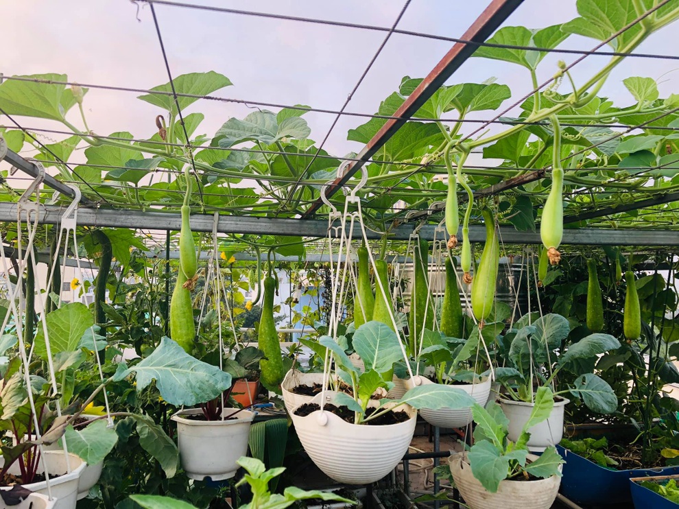 Mẹ đảm TPHCM chia sẻ bí kíp tập làm nông dân sở hữu vườn rau sân thượng - 8 Mẹ đảm TPHCM chia sẻ bí kíp tập làm nông dân sở hữu vườn rau sân thượng - 8