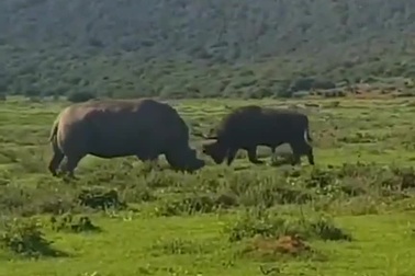 Trâu rừng châu Phi liều lĩnh đối đầu tê giác