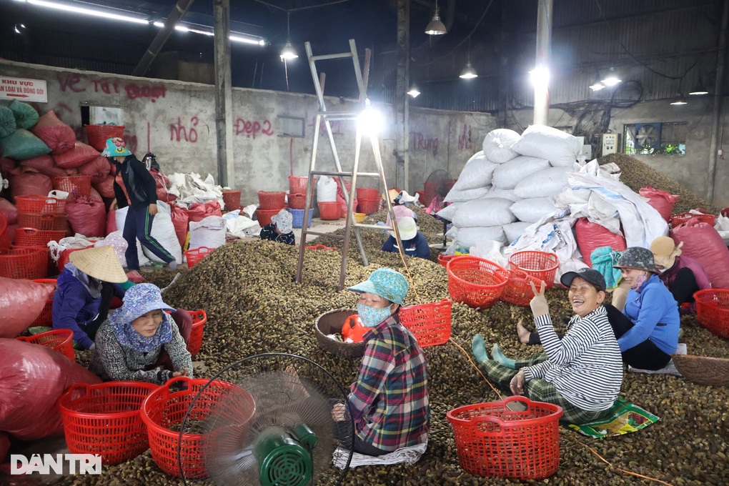 Giá cau tươi tăng cao kỷ lục, người dân vừa cầm tiền đã... lo - 3