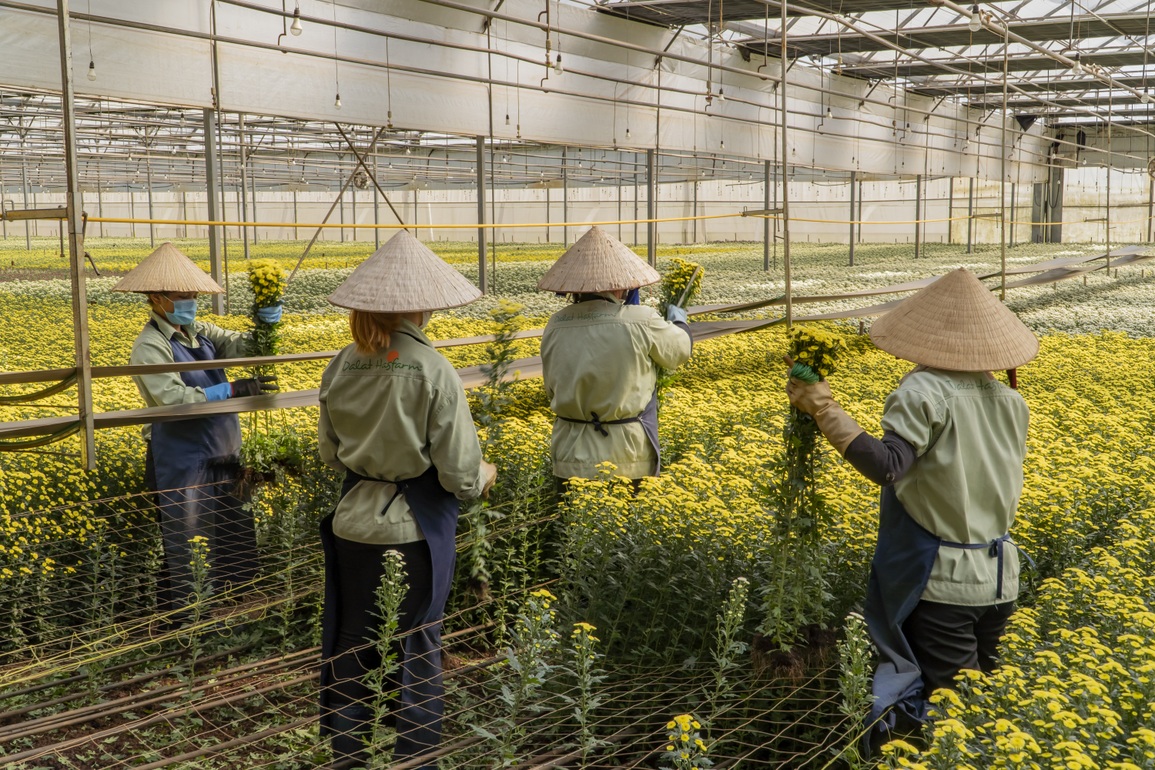 Công nhân nông trại hoa lớn nhất Đà Lạt tất bật vụ Tết - 3 Công nhân nông trại hoa lớn nhất Đà Lạt tất bật vụ Tết - 3
