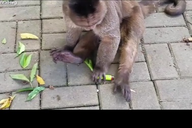 Khỉ suýt trả giá vì nghịch bật lửa