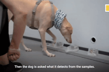 Chó nghiệp vụ đánh hơi phát hiện người mắc Covid-19 chỉ trong vài giây