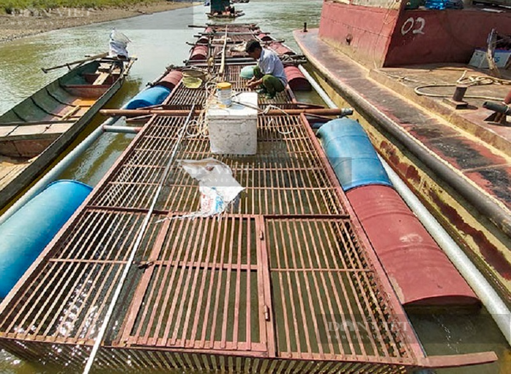 Thủy quái sông Lô mang lại nguồn thu hơn nửa tỷ đồng mỗi năm - 3 Thủy quái sông Lô mang lại nguồn thu hơn nửa tỷ đồng mỗi năm - 3