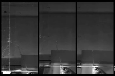 Loài cá kỳ lạ có khả năng "bắn súng nước" từ miệng để tiêu diệt gọn con mồi