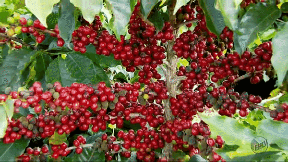 Nhặt thứ có trong phân chim, ai ngờ thành đặc sản bán giá đắt hơn vàng - 4 Nhặt thứ có trong phân chim, ai ngờ thành đặc sản bán giá đắt hơn vàng - 4