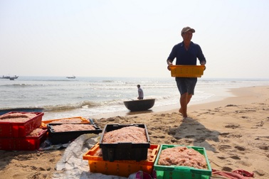 Trúng “lộc” biển cuối mùa, ngư dân Đà Nẵng thu tiền triệu mỗi ngày