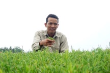 Đưa rau dại ngoài bờ biển vào vườn, cắt ngọn bán thu tiền triệu mỗi ngày