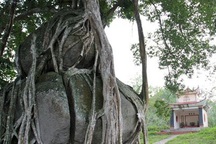 Tuyệt phẩm cây sanh 'mâm xôi con gà' trên khối đá hoa cương