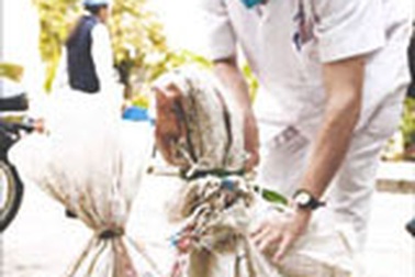 Đồng loạt ra quân tiêu huỷ gia cầm