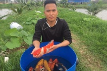 Hải Phòng: Kỹ sư bỏ lương cao về quê nuôi quốc ngư Nhật Bản