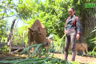 Phú Yên: Tạo sinh kế giúp đồng bào dân tộc thiểu số thoát nghèo bền vững