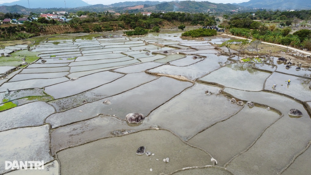 Lạ lẫm những cánh đồng Mêka đá xen trong lúa - 4