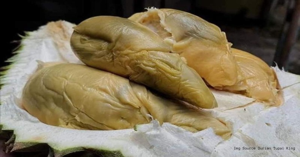 Sầu riêng nhìn như nhũn chảy nước mốc xanh, bán giá sốc 700.000 đồng/kg - 2 Sầu riêng nhìn như nhũn chảy nước mốc xanh, bán giá sốc 700.000 đồng/kg - 2