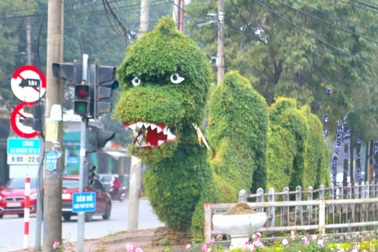 Cây cảnh "rồng giận dỗi" ở Nghệ An