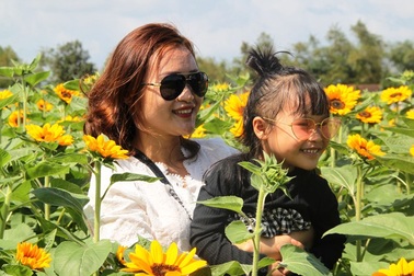 “Phát sốt” với vườn hướng dương nở rực rỡ chưa từng có ở đất võ