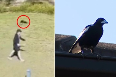 Chim ác là đeo bám, tấn công người đàn ông trong công viên