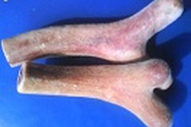 Ai nên sử dụng nhung hươu?