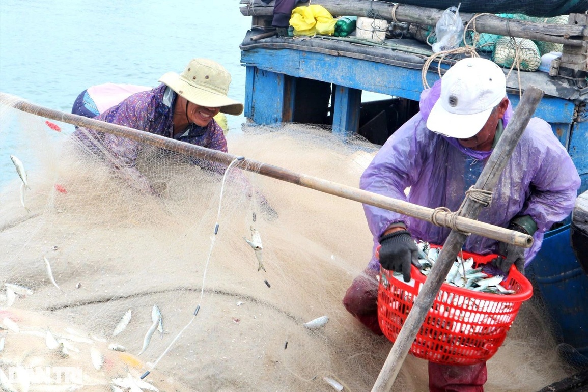 Trúng đậm cá trích đầu năm, ngư dân thu tiền triệu mỗi ngày - 7 Trúng đậm cá trích đầu năm, ngư dân thu tiền triệu mỗi ngày - 7