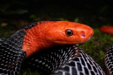 Loài rắn đẹp sặc sỡ nhưng mang độc chết người, có phân bố tại Việt Nam