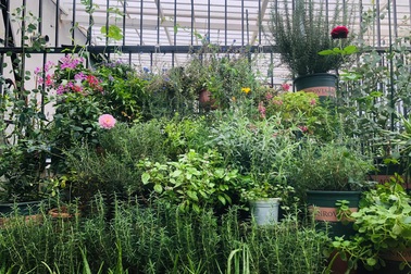 Khu vườn trăm loài thảo mộc xanh tốt trên sân thượng của mẹ đảm Hà thành