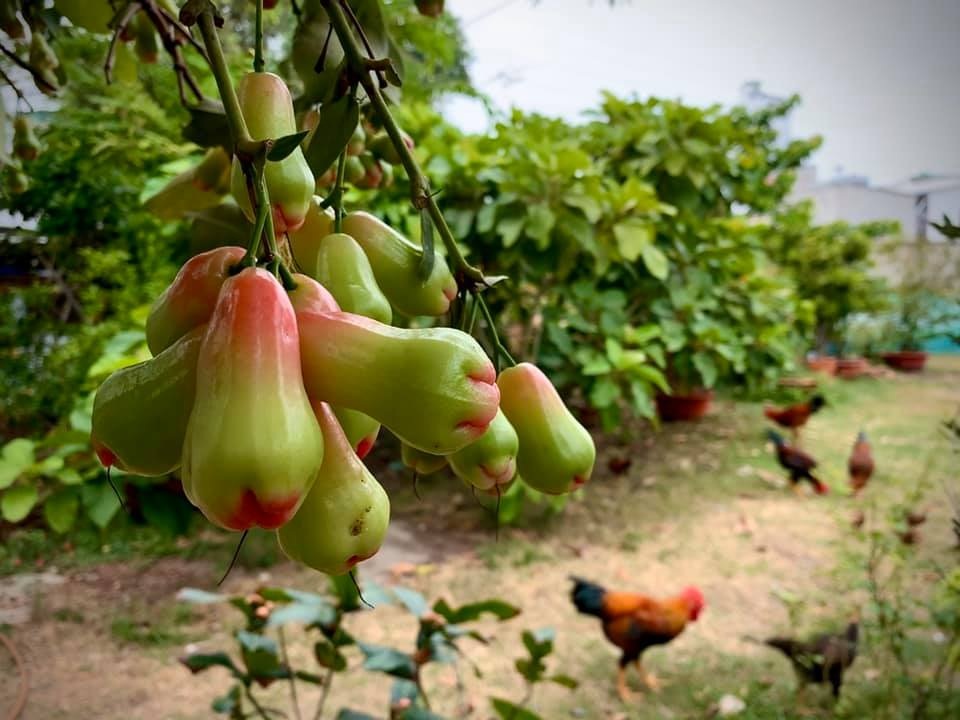 Ngất ngây với vườn cây trái trĩu quả của ca sĩ Mỹ Lệ - 13 Ngất ngây với vườn cây trái trĩu quả của ca sĩ Mỹ Lệ - 13