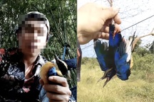 Chiêu tận diệt chim trời: Khâu mắt chim sống, bẫy lưới tàng hình