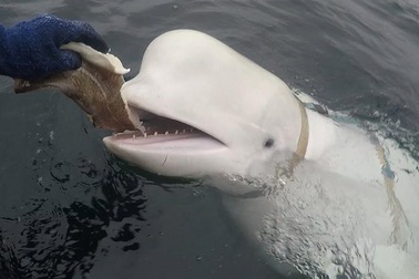 Cá voi trắng bị nghi là “gián điệp của Nga” được phát hiện ở Na Uy